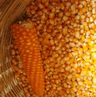 Yellow Corn/Maize for Animal Feed / Yellow Corn For Poultry Feed