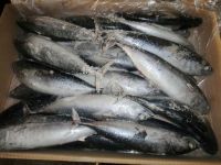 Frozen mackerel pacific mackerel wholesale , 100-200g makerel fish