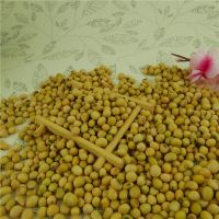 Dried Soybeans / Soybean Seeds for Animal Feed