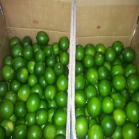 FRESH GREEN LIME HIGH QUALITY