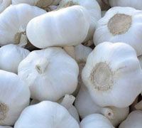 Normal White  And Pure White FRESH GARLIC, SIZES 4cm 5cm 5.5cm 6cm