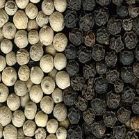 Top Quality White and Black Pepper for Export