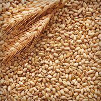 Barley Seeds, Barley Malt grain