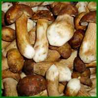 freeze cultivation edible boletus mushrooms