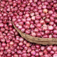 Fresh Red Onion for the market