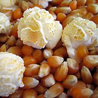 Best Quality Raw Popcorn For Exporter