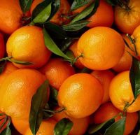 Sweet Fresh Naval Orange