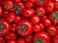 Fresh Red Cherry Tomatoes