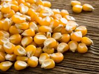 WHITE, YELLOW CORN , MAIZE FOR HUMAN CONSUMPTION AND ANIMAL FEED , NON , GLUTINOUS