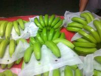 GREEN PREMIUM QUALITY FRESH CAVENDISH BANANAS