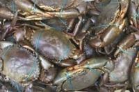 2017 mud crab for sale