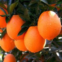 Wholesale orange fresh fruit