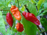 Premium Qulaity Bhut Jolokia