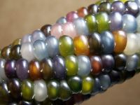 Glass gem corn seeds & Indian Corn seeds for sale