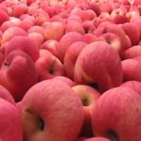 2017 new fresh fruits red Fuji apples