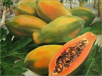 Fresh Pawpaw /papaya Fruits For Sale