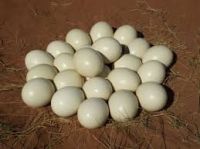 Fertile Ostrich Eggs and Chicks for Sale