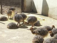 Ostriches For Sale