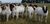 100% Full Blood Boer Goats Live Sheep Cattle Lambs and Cows