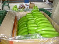 Banana Fruit For Export