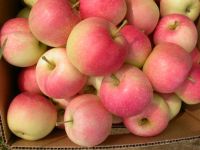 Organic Fresh Apple Fruits/Fresh Fuji Apples/Fresh Apples