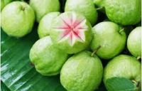 Fresh Guava Fruits Available For Export