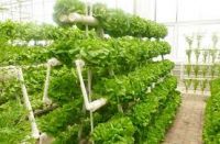 Greenhouse Vertical hydroponic growing systems for lettuce