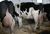 High Quality Live Dairy Cows / Pregnant Holstein Heifers /