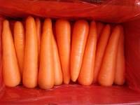 Fresh Carrots, carrot, carrot high quality