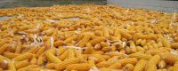 Hot Sales Yellow Millets Corn Grain Products