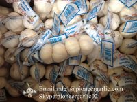 Chinese 100%Pure White Garlic Processed in Jinxiang Garlic Factory for Sale(4.5cm-5.0cm, 5.0cm-5.5cm, 5.5cm-6.0cm) Packed in Carton Box