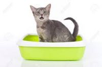 bentonite cat litter