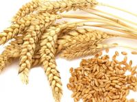 Wheat/ Milling Wheat/ Indian Wheat Grade 1/ Wheat Flour