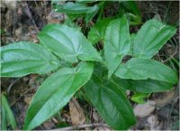 Epimedium herb extract