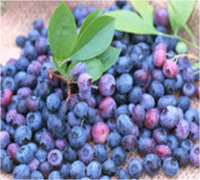 Blueberry extract