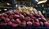 Kola Nuts