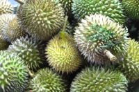 Fresh Durians