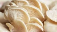 Oyster Mushrooms