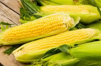 CORN - NON GMO & GMO