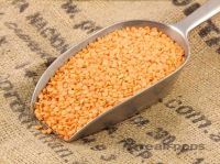 red lentil