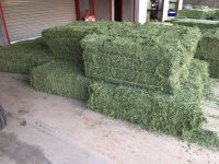 Alfalfa hay with high protien for animal feeding