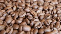 roasted arabica coffee beans Available
