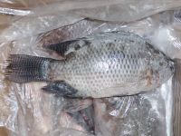 Good Quality Frozen Whole Round Tilapia Fish