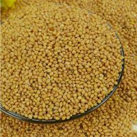 organic yellow / red / white / black broom corn millet