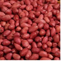 Unshell Red Skin Peanut Of Best Quality