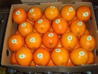 Fresh Mandarin Orange Citrus Fruits