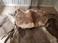 Salted and dry Donkey Hides, Skin, Leather