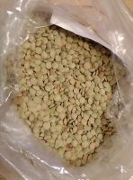 Green lentils, crop 2017, Russian origin