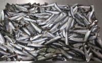 Anchovy Frozen (For Canning)