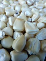 Best Quality Dried  White Corn/White Maize